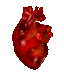 spinning anatomyical heart