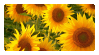 sunflower in a box like stamp container